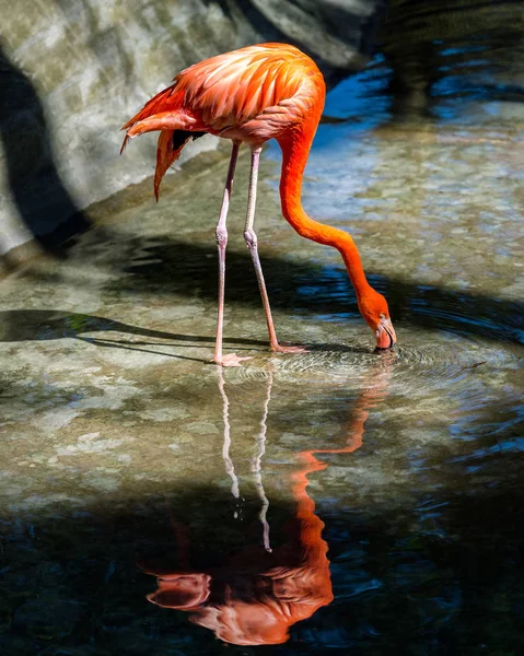 Oiseau Flamant Rose Debout Dans Eau Jour — Photo