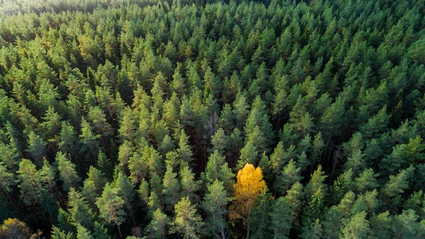 秋の森の絶景自然美のコンセプト — ストック写真