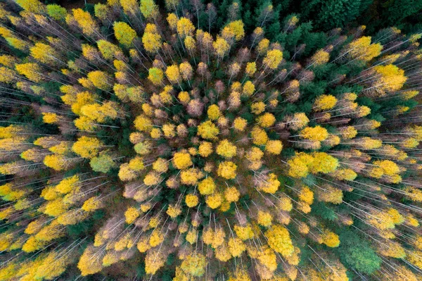 Vista Panorâmica Floresta Estação Outono Conceito Beleza Natureza — Fotografia de Stock