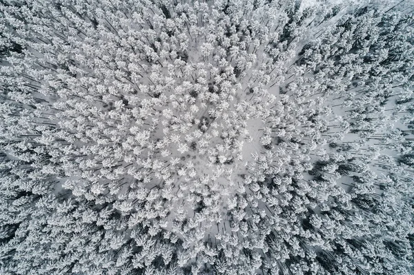 Kış mevsiminde ormanın hava manzarası