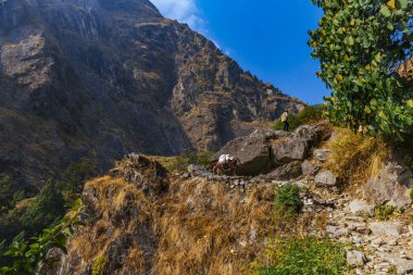 Çalışan hayvanları gündüz vakti dağlarda görmek