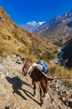 Çalışan hayvanları gündüz vakti dağlarda görmek
