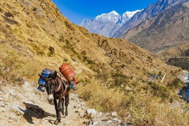 Çalışan hayvanları gündüz vakti dağlarda görmek