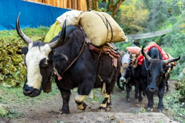 Çalışan hayvanları gündüz gözüyle görmek