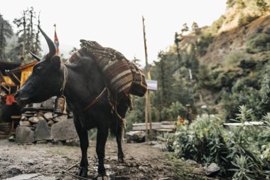 Çalışan bir hayvanın gündüz görüntüsü