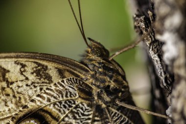 Kelebeğe yakın yaşam alanında oturuyor. 