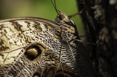 Kelebeğe yakın yaşam alanında oturuyor. 
