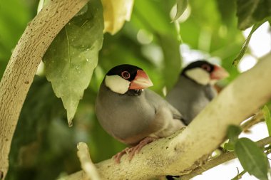 Ağacın dalında oturan egzotik kuşlara yakın.