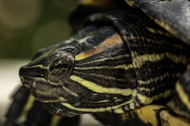 Kaplumbağa portresi, vahşet konsepti 