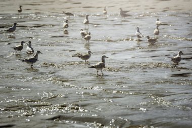 Deniz kıyısında, aydınlık yaz gününde birçok martı var..