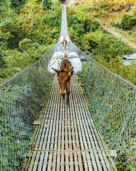 Çalışan hayvanları gündüz vakti dağlarda görmek