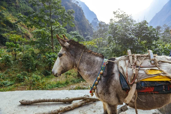 view of working animals with stuff in mountains at daytime