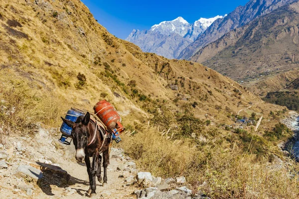 Vista Animales Trabajo Con Cosas Las Montañas Durante Día — Foto de Stock