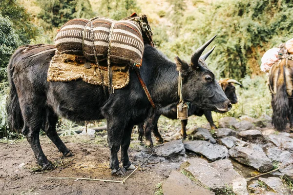 view of working animal with stuff at daytime