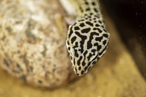 Primer Plano Retrato Lagarto Aire Libre —  Fotos de Stock