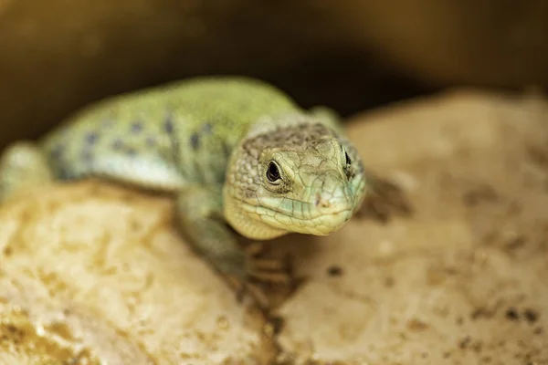 Primer Plano Retrato Lagarto Aire Libre —  Fotos de Stock