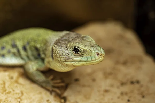 Primer Plano Retrato Lagarto Aire Libre —  Fotos de Stock