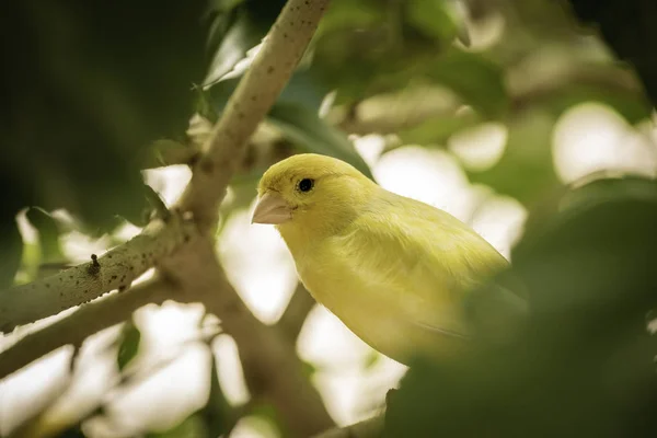 Close Exotic Bird Sitting Branch Tree — Stock Photo, Image