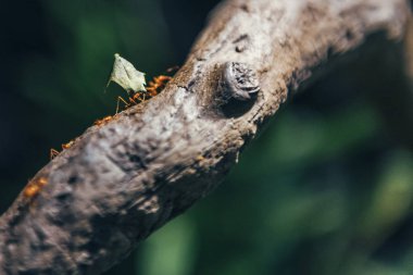 Doğadaki böceği kapatın.