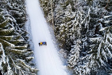 Kış mevsiminde ormanın hava manzarası