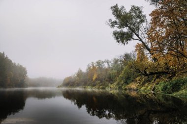 Sonbahar mevsiminde orman manzarası