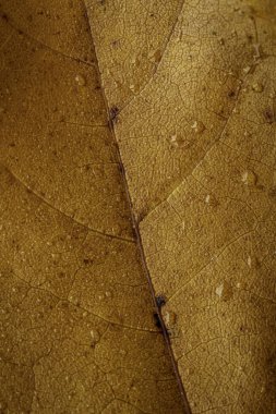 Sonbahar akçaağaç yapraklarından yaprak buketi