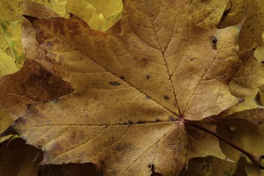 Sonbahar akçaağaç yapraklarından yaprak buketi