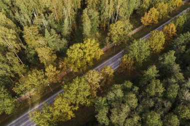 Sonbahar mevsiminde ormanın havadan görünüşü