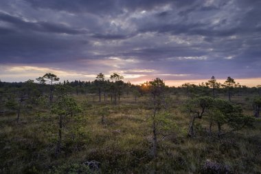 Letonya Kemeri Ulusal Parkı 'nda dramatik mavi gökyüzü ile gün doğumunda bataklık