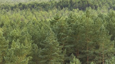 Gün batımında yeşil bir ormanın yakınında.