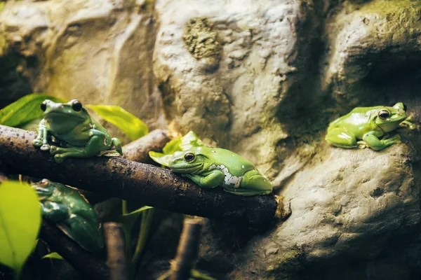 Зеленая Лягушка Ветке — стоковое фото