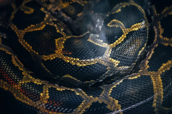 Lähikuva Käärme Iho Taustana — kuvapankkivalokuva