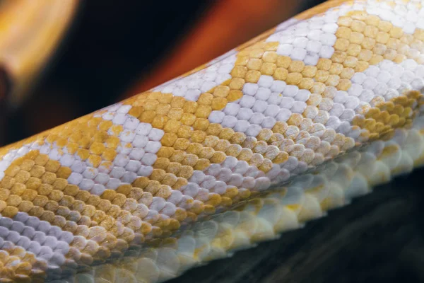 Nahaufnahme Von Schlangenhaut Als Hintergrund — Stockfoto
