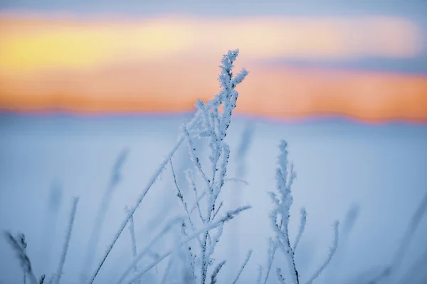 Winter Landschap Tijdens Zonsondergang — Stockfoto