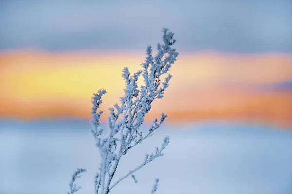 Winter Landschap Tijdens Zonsondergang — Stockfoto