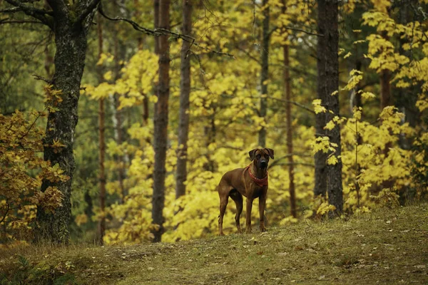 Собака Weimaraner Барвистому Осінньому Лісі — стокове фото