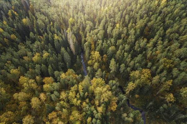 Vista Aérea Floresta Durante Temporada Outono Com Céu Nebuloso — Fotografia de Stock