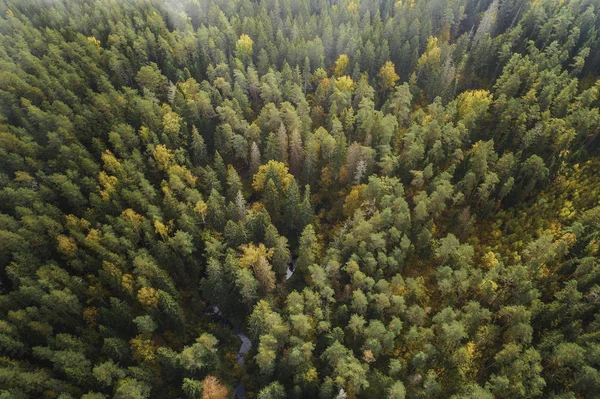 Aerial View Forest Autumn Season Foggy Sky — Stock Photo, Image