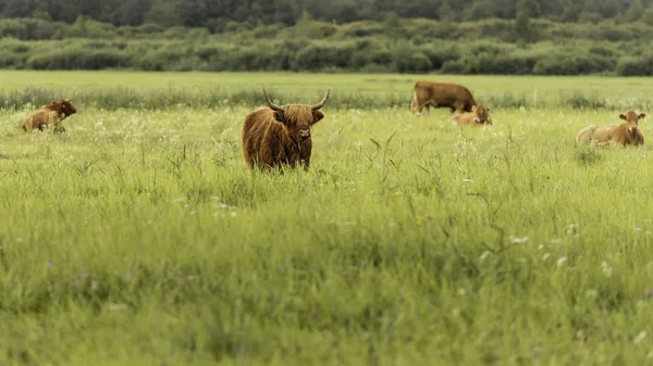Herd Cows Grazing Meadow — Stock Photo, Image