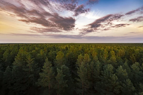Bel Cielo Colorato Tramonto Una Foresta Verde Sul Fondo — Foto Stock
