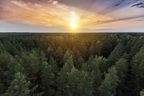 Bel Cielo Colorato Tramonto Una Foresta Verde Sul Fondo — Foto Stock