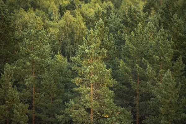 Close Van Een Groen Bos Bij Zonsondergang — Stockfoto