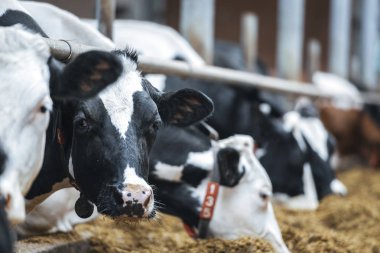 Süt çiftliğindeki süt inekleri.