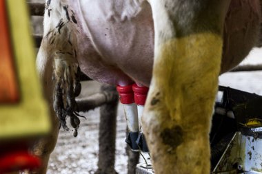 Süt çiftliğindeki süt inekleri.