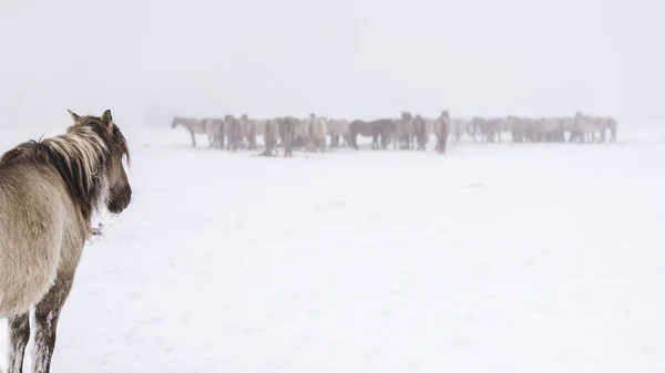 Caballo Salvaje Invierno Vista Aire Libre —  Fotos de Stock