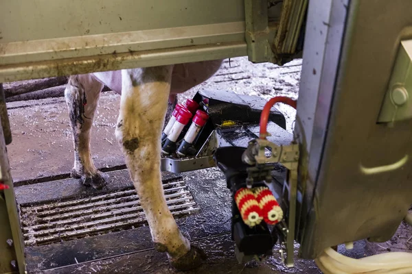 牛乳農場の酪農牛 — ストック写真