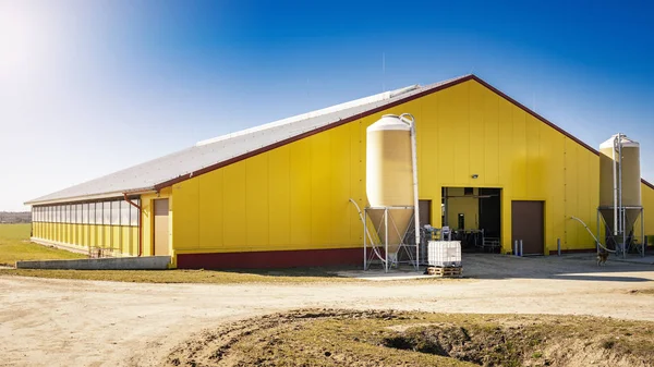 Taşrada süt ineklerini beslemek ve sağmak için kullanılan modern yüksek üretim süt çiftliği