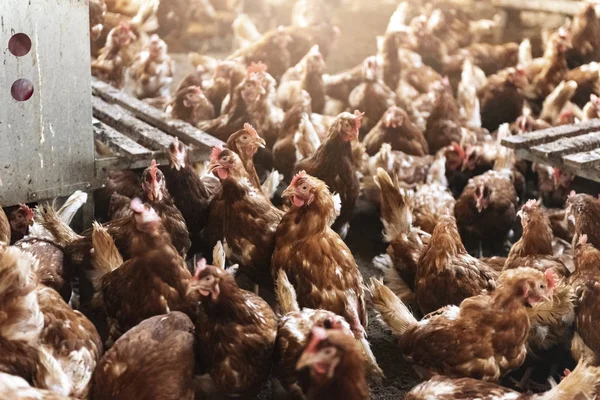 Chickens in chicken farm kept free of cages.