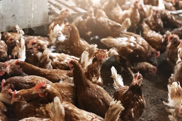 Chickens in chicken farm kept free of cages.