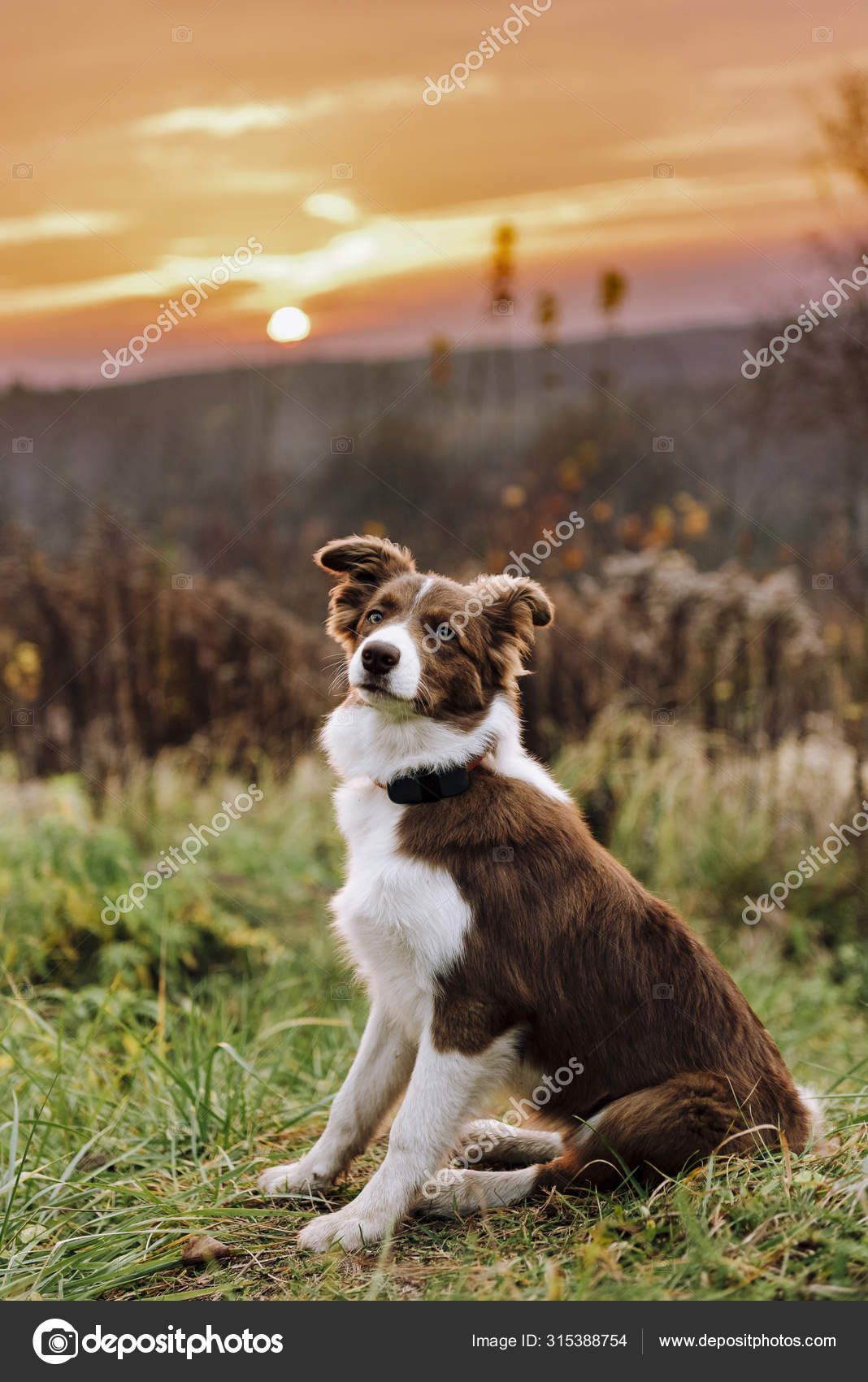 Beautiful Portrait Dog Breed Border Collie On The Brown Ground With His  Stick Stock Photo - Download Image Now - iStock